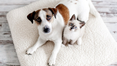 Ultimate Guide to Choosing the Right Pet Insurance