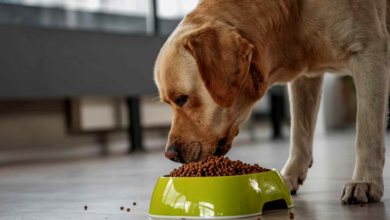 Why Should My Dogs Eat Slowly