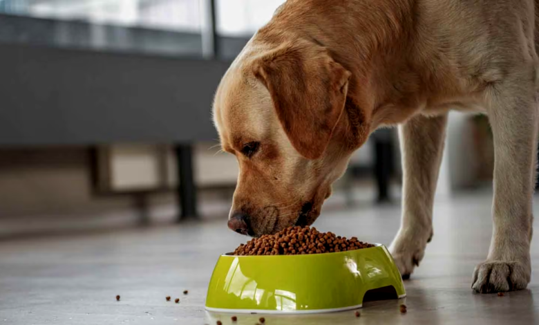 Why Should My Dogs Eat Slowly