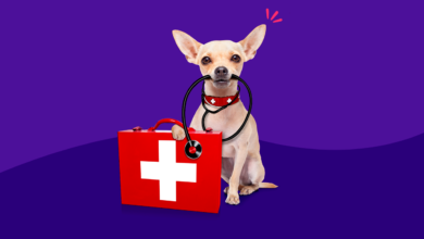 First Aid for Pets