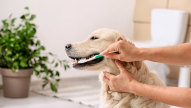 Pet Dental Care Tips for a Healthy Smile