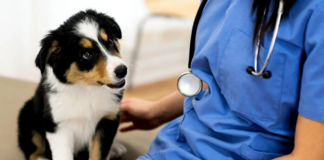 Pet Insurance Myths Debunked