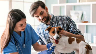 Regular Vet Check-ups