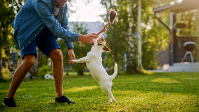 The Role of Exercise in Pets Well Being