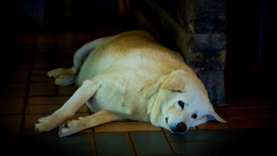 Understanding and Preventing Pet Obesity