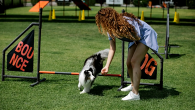 Choosing the Right Pet Trainer