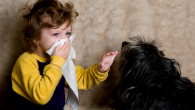 How to Spot and Deal with Common Pet Allergies