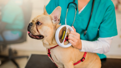 Pet Microchipping Benefits and Considerations