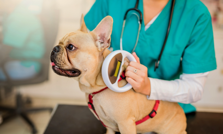 Pet Microchipping Benefits and Considerations