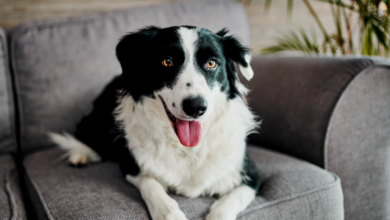 Pet-Proofing Your Home