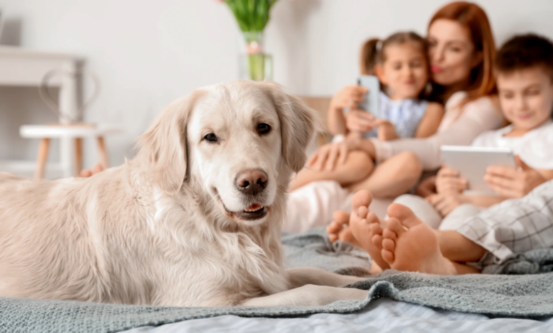 Preventing Common Pet Injuries