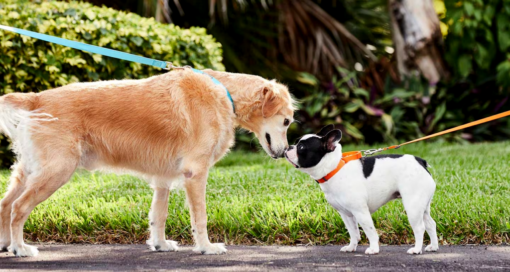 The Importance of Socialization for Pets