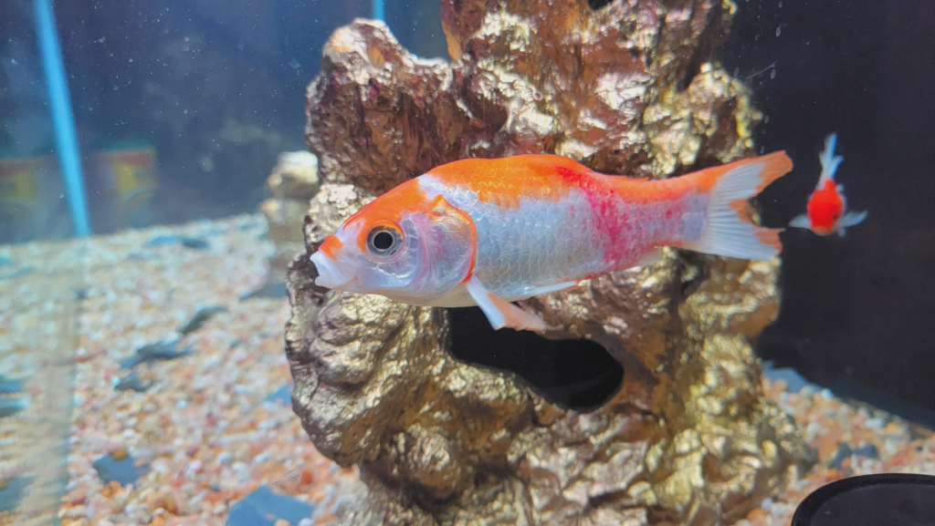 3 Common Fungal Infections in Fish - Petcare Bytes