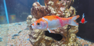 fungal infections in fish