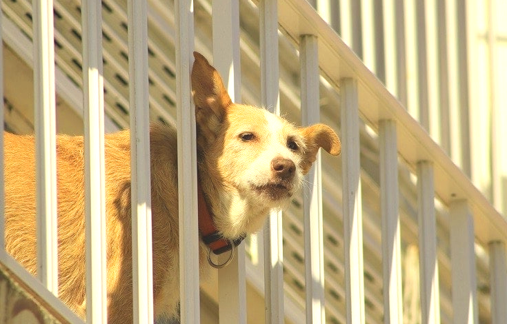 Balcony Safety Pets