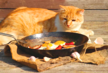 Healthy Cat Food