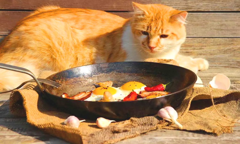 Healthy Cat Food