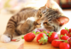 cats eat strawberries