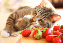 cats eat strawberries