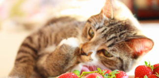 cats eat strawberries