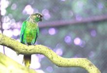 green cheek conure