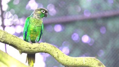 green cheek conure