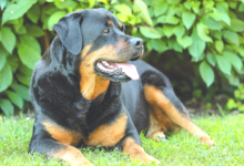 rottweiler bites