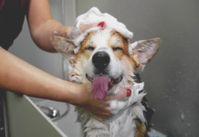 puppy's first bath