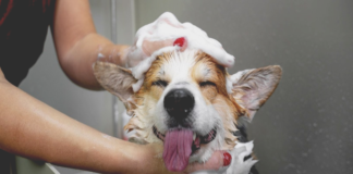 puppy's first bath