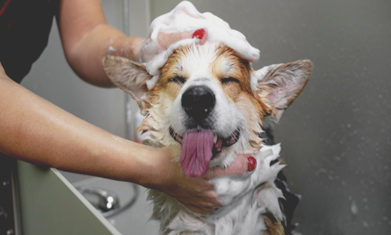 puppy's first bath