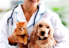 Pet Health Problems