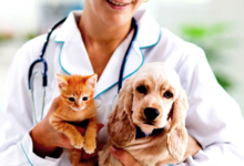 Pet Health Problems