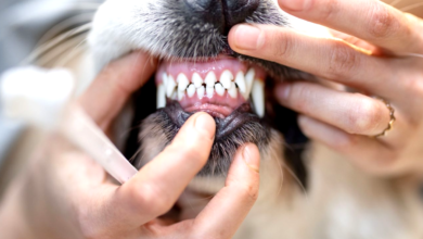 Dental disease in pets