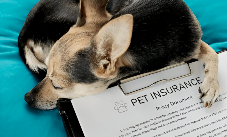 Pet Insurance