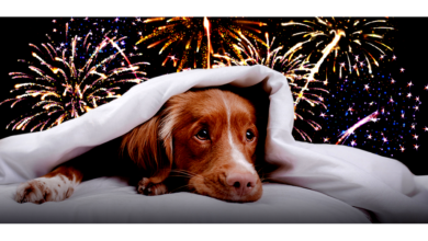 Pet Anxiety & Fireworks