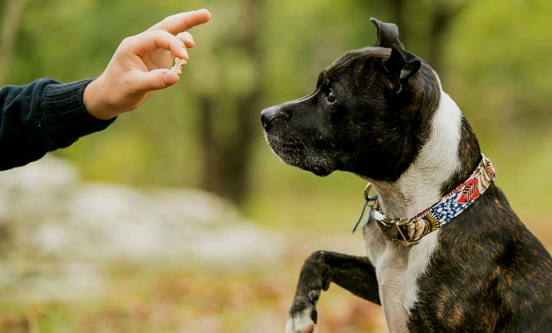 Obedience Training